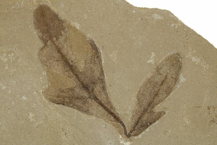 Eocene Fossil Balloon Vine (Cardiospermum) Leaf - Utah #334313
